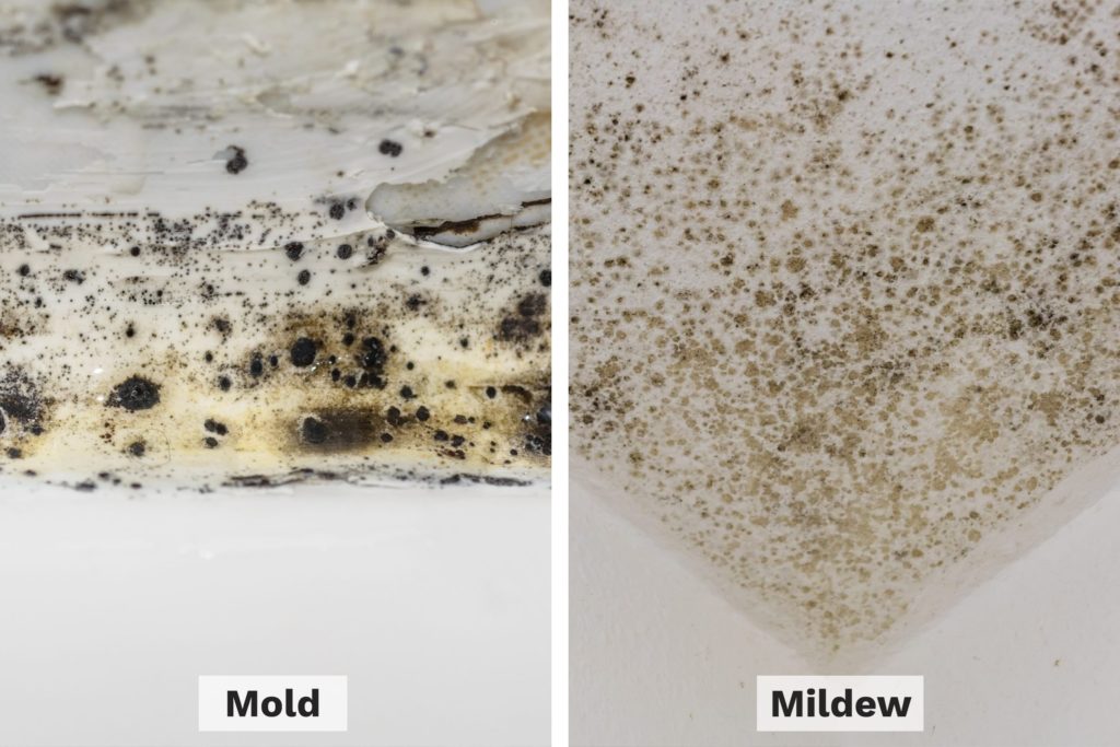 mold and mildew